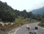 惊魂一刻，出门旅游遭遇羊群打劫，游客如何化险为夷？