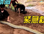 网友担忧失踪男孩遇蟒蛇，当地政府回应，全力搜救，确保安全