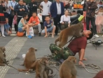 男子遭遇猴子抢食风波，惨遭猴子一巴掌，现场画面令人震惊！