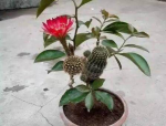 男子卖2盆花被索赔5万，网友惊呼，这是什么神花？