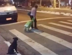 狗主人回应德牧等红绿灯突然跳车，宠物安全意识亟待提高