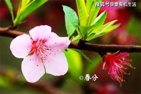 春分时节趣味盎然，探寻春分节气的传统习俗