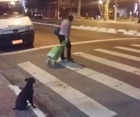 狗主人回应德牧等红绿灯突然跳车，宠物安全意识亟待提高