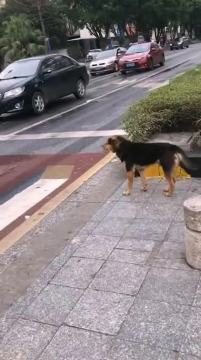 狗主人回应德牧等红绿灯突然跳车，宠物安全意识亟待提高