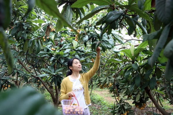 游客私自采摘枇杷导致损失，保险公司如何进行理赔解析