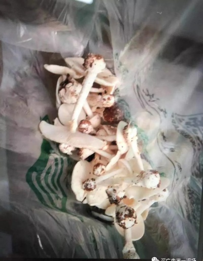 男子误食超致死量5倍毒蘑菇，紧急救援成功脱险