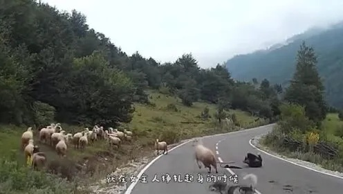 惊魂一刻，出门旅游遭遇羊群打劫，游客如何化险为夷？
