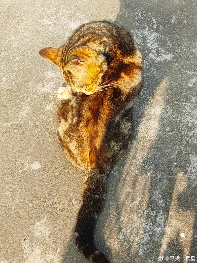 小猫悟空离世之谜，多个疑点待解，哀伤背后藏真相