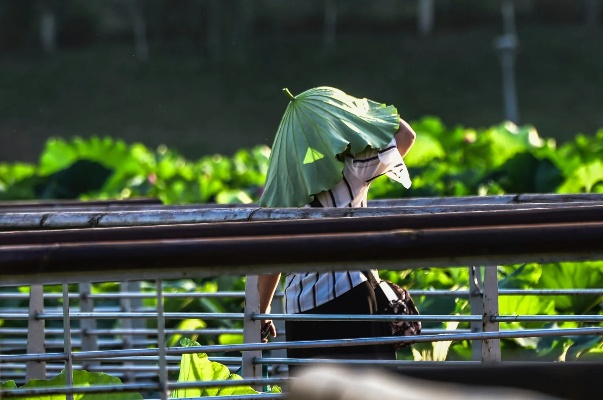夏日奇观，女子荷叶遮阳引众瞩目，化身巨型绿蚊成街头焦点